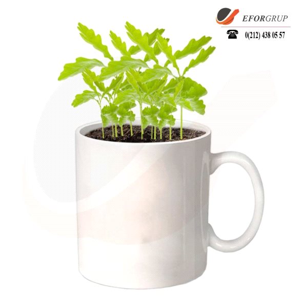 Kupa İçerisinde Dikim Kiti