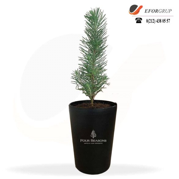 Saksılı Çam Dikim Kiti